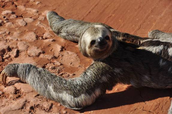 O bicho-preguiça parece nos pedir ajuda para cruzar a estrada, no trecho inicial da BR-319, rodovia que liga Manaus à Porto Velho